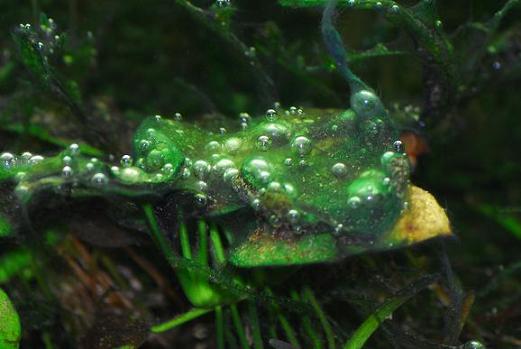 Blue green algae under control