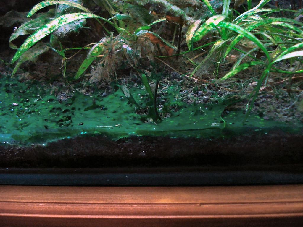 Cyanobacteria spreading in aquarium