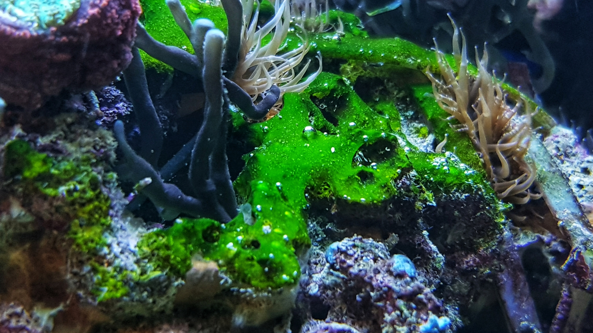 Cyanobacteria in aquarium