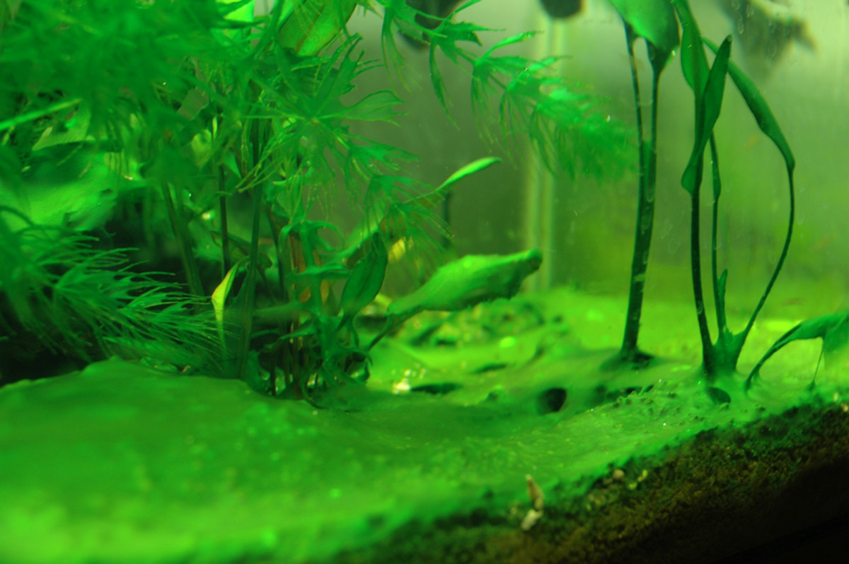 Blue green algae and red slime identification
