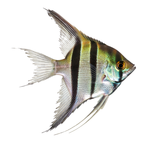 Fin Rot
