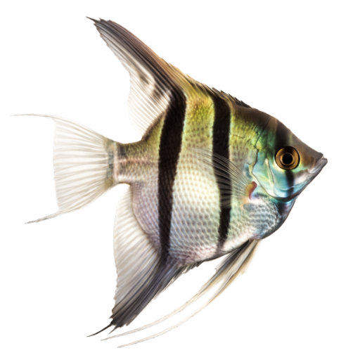 Swim Bladder Infections