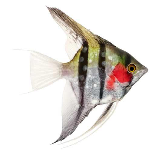 Flukes (Gill and Body)