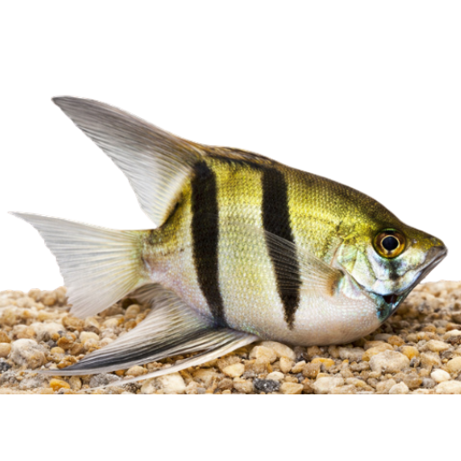 Swim Bladder Inflammation